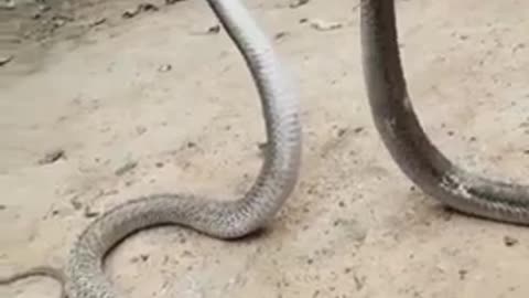 #cobra #snake #shorts #video