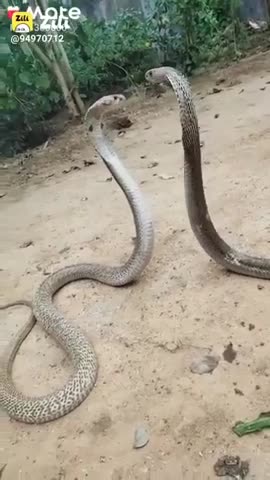 #cobra #snake #shorts #video