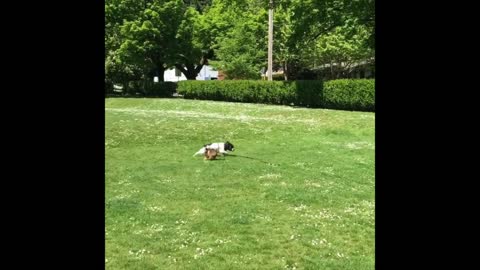 CUTE CATS - ONE - Adorable animals