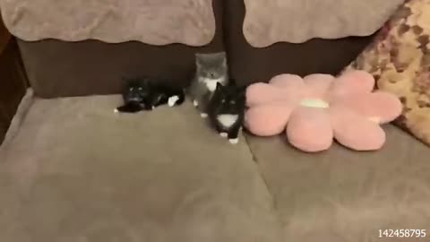 Cute cat funny moment