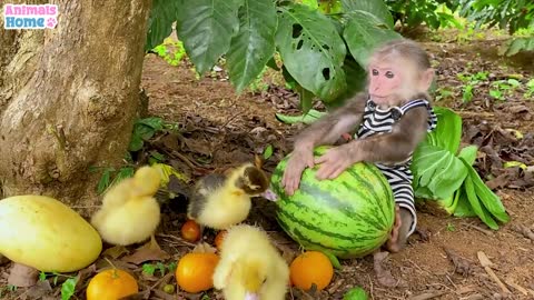 BiBi takes ducklings to pick fruits at the farm