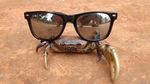 Crabs wearing glasses are very handsome funny