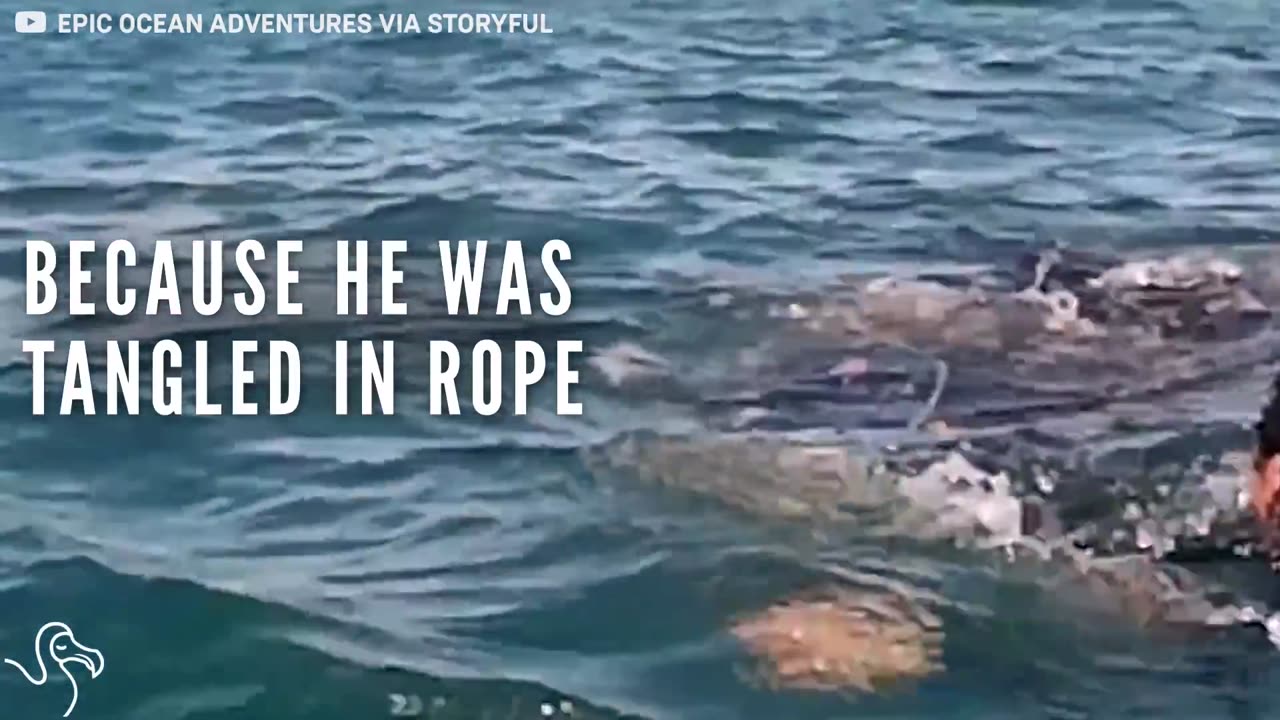 Whale Gets Tangled In Rope And Asks People For Help