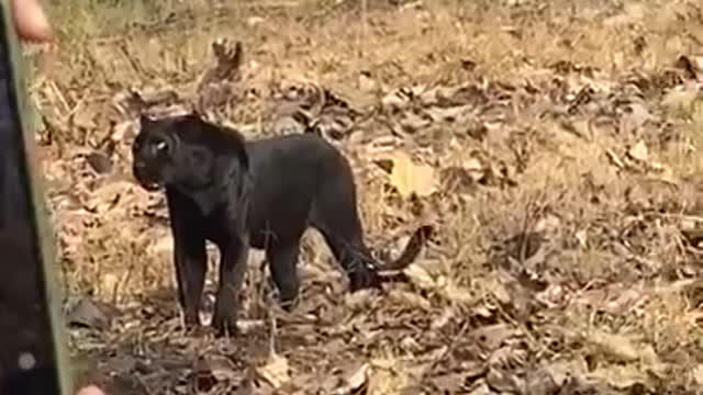 Black Panther climb on tree