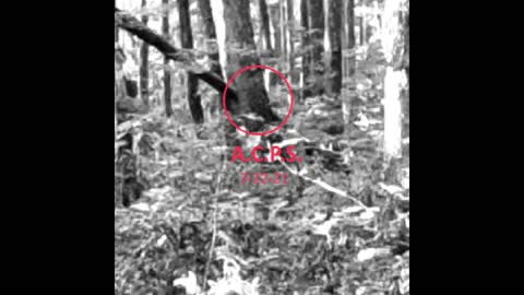 A closer look at the Sasquatch we caught on video