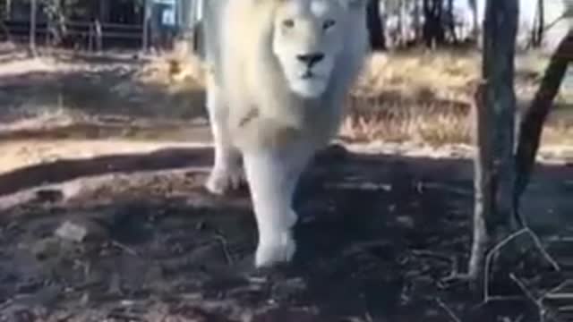 Albino lion