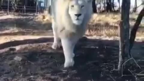 Albino lion