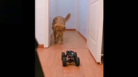 Dog Sees Eletric Car For The First Time