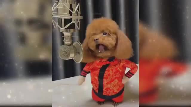 Funny dog sings