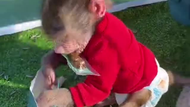 Cute Baby Monkey Video #Shorts | Feeding Monkey