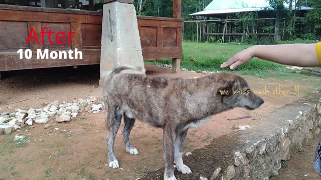 Animals Reunited With Owners After Years !