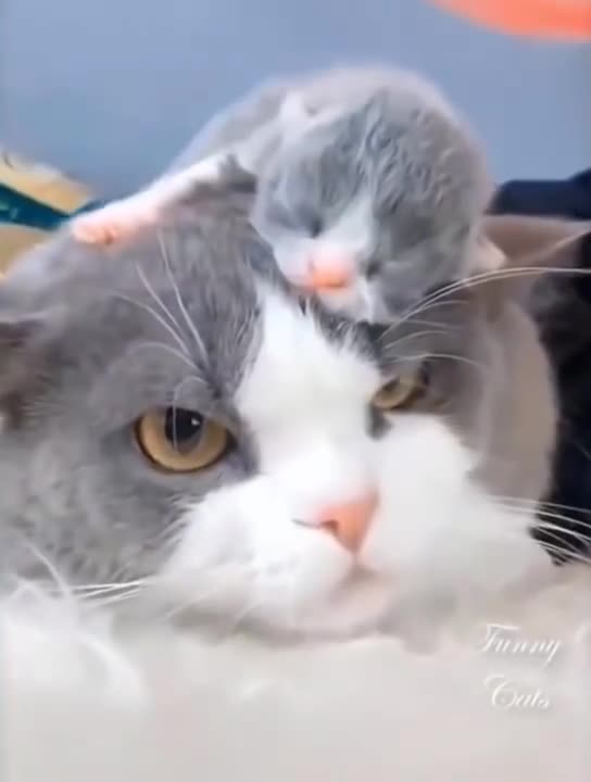 Baby Cats- Cute and Funny Cat Videos Compilation