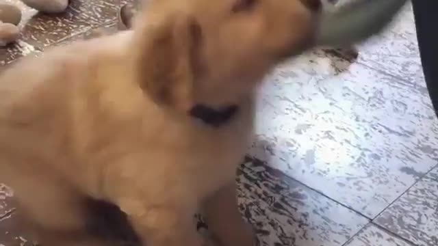 owner teasing puppy