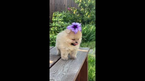 Do I look beautiful with purple flower on head, #rumble, #rumblevideos, #rumbleviral