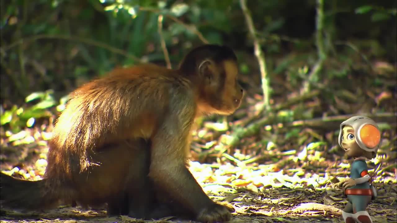 What you do not know about the Monkey | Animals Tv