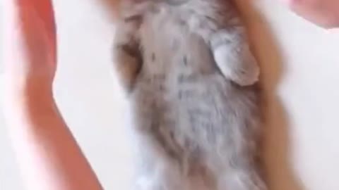 Cute kitten relaxing at kitten spa