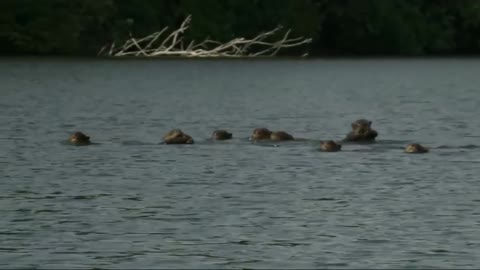 Tiger Brave Otters Attack The Jaguar To Save Their Friend soo hard Jaguar.