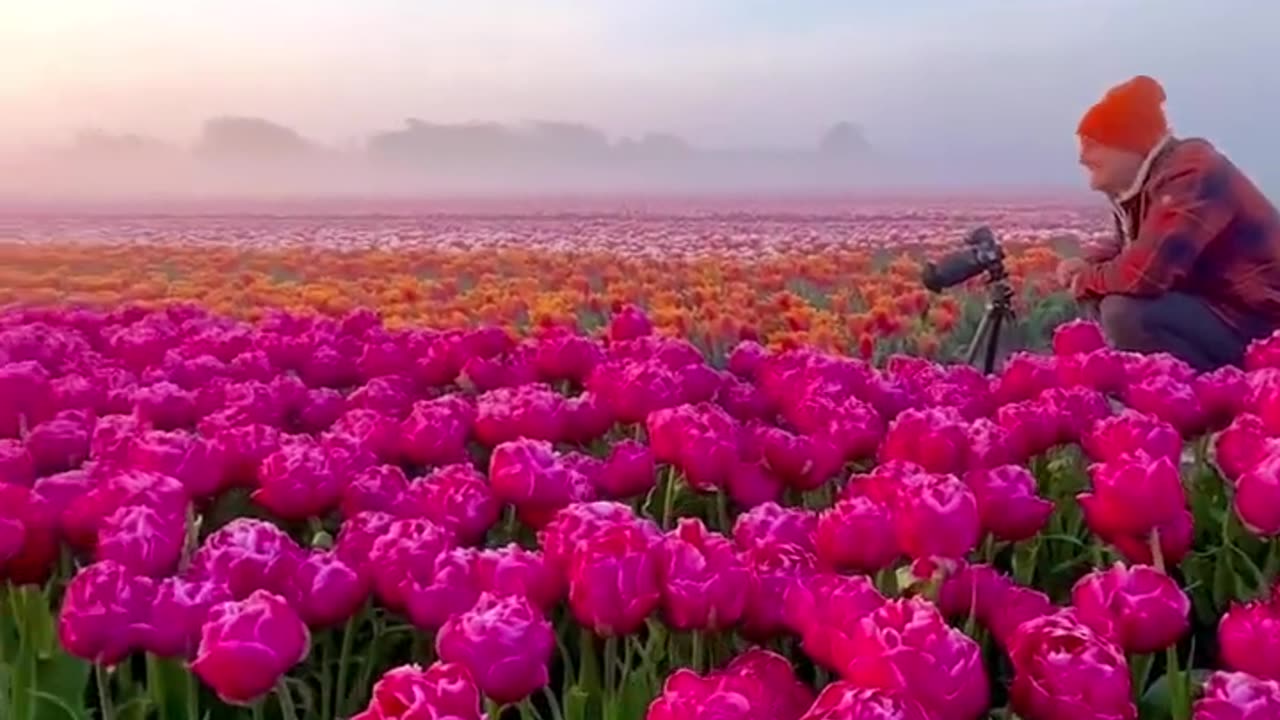 Flower Field As Far As You Can See