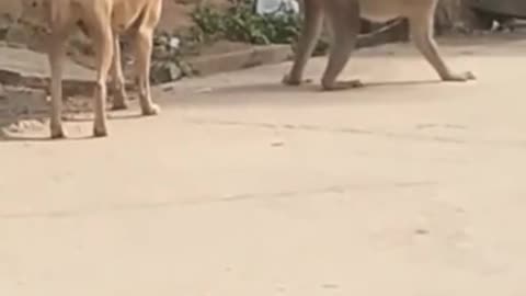 Funny monkey protecting his butt from a dog