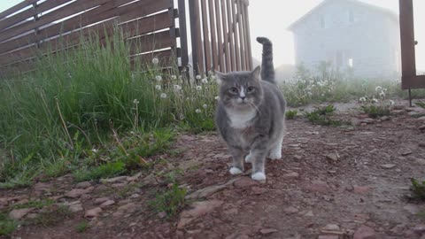 cute cat in the village