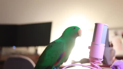 Parrot Whispers Into Microphone (to cure your sadness in 5 minutes)