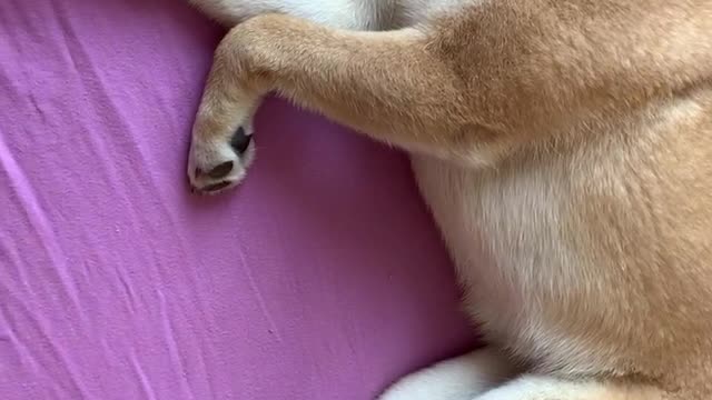 Shiba inu synchronous sleep