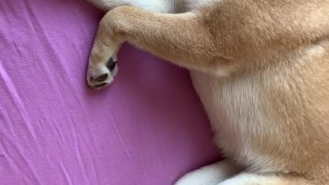 Shiba inu synchronous sleep