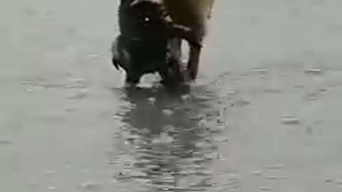 Mommy dog saving her child, best adorable video ever