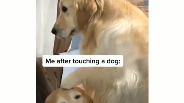 This is how I feel when I touch a dog