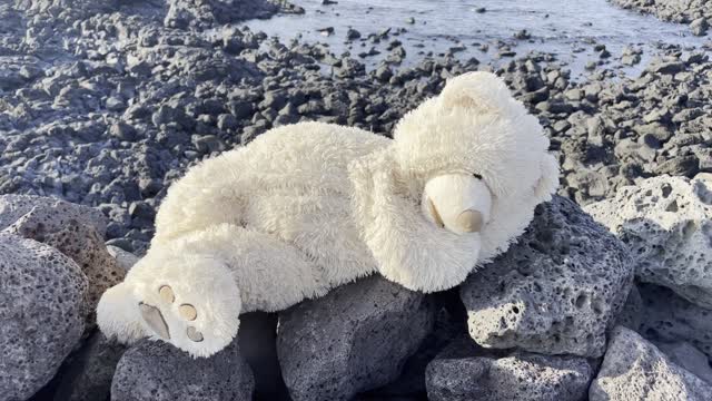 Costco bear lying on a stone wall in Jeju Island