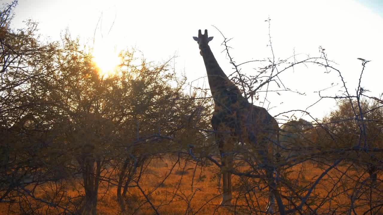 attaque d'animaux | animals attack