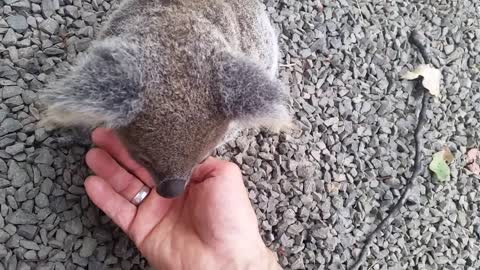 Koala baby rescue-13