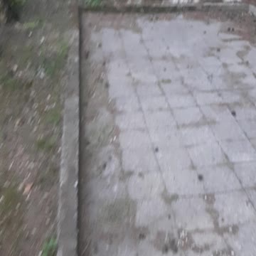 My cutte cat miss me