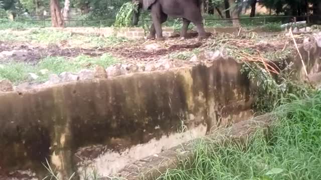 Elephant rearing in Kano zoo