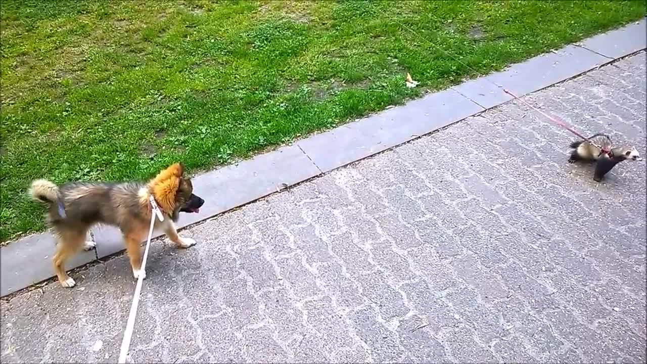 Ferrets playing with dog - Dog meets ferrets for the firts time 🙂