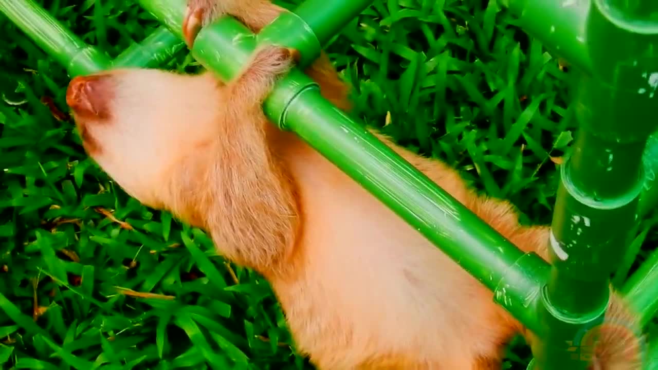 Cute And Funny Sloths | Adorable Sloth Compilation