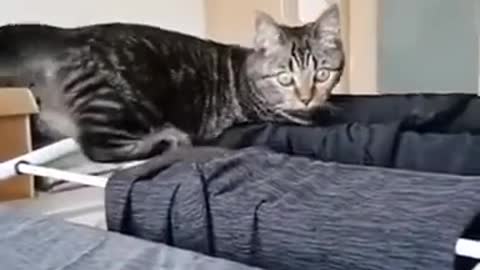 Cat funny video_the cat need help