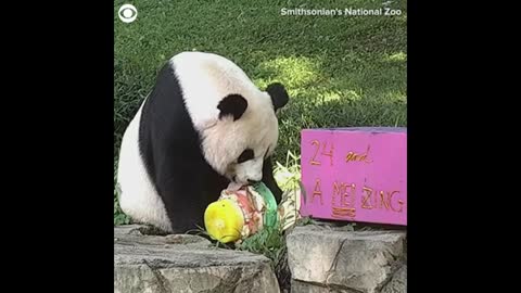 Panda celebrates 24th birthday