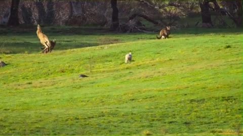 KANGAROO 🦘 ARE VERY DANGEROUS ANIMAL