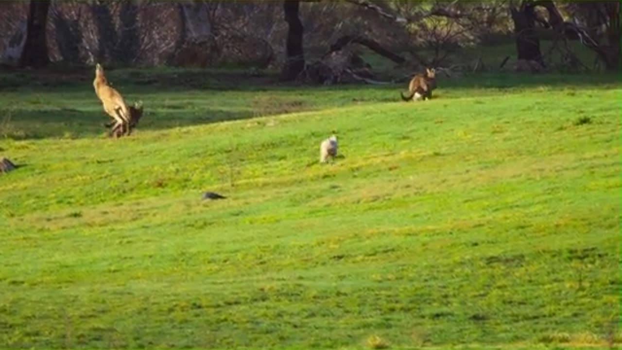 KANGAROO 🦘 ARE VERY DANGEROUS ANIMAL