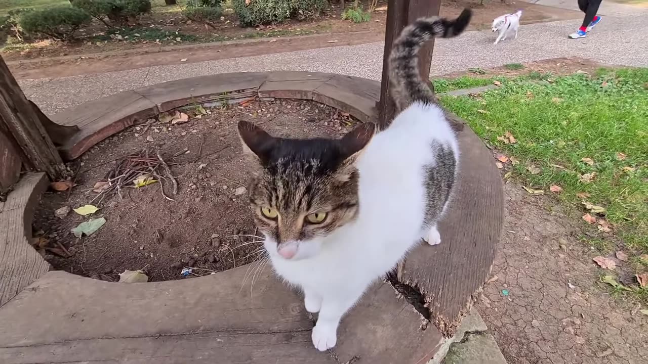 Sweet Stray Cat Meowing Loudly and Hungry.