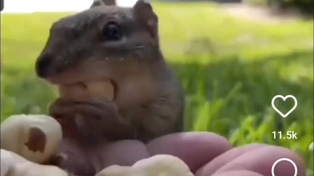 Funny Squirrel gobbling up the snack