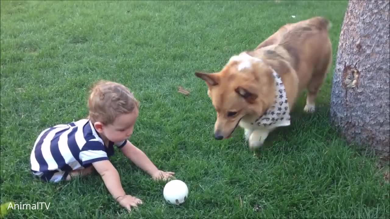 corgi are the Best-cutest compliation