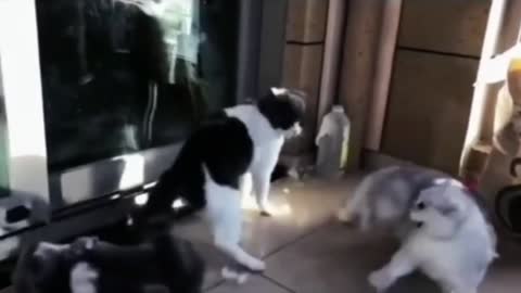 what a fight cats how funny