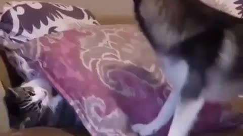 Cute and funny animals