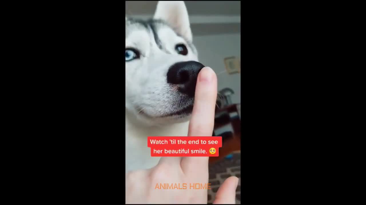 Cute and Funny cats and dogs