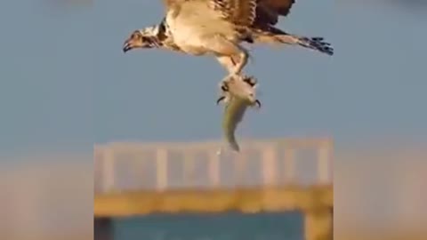 Slow Motion Bald Eagle Flying Off with Fish