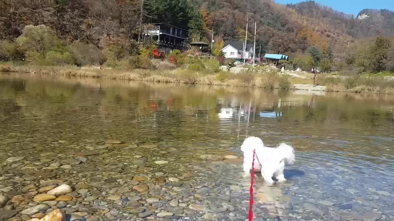 peaceful nature, dog walking in lake, first time seeing lake