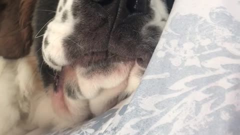 Brown white black dog laying on white blue flower pillow