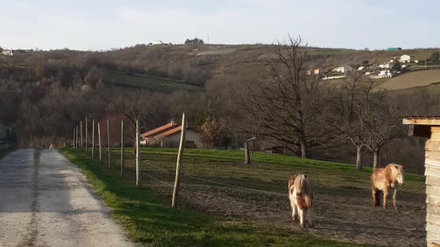 حصان الجبل ٢